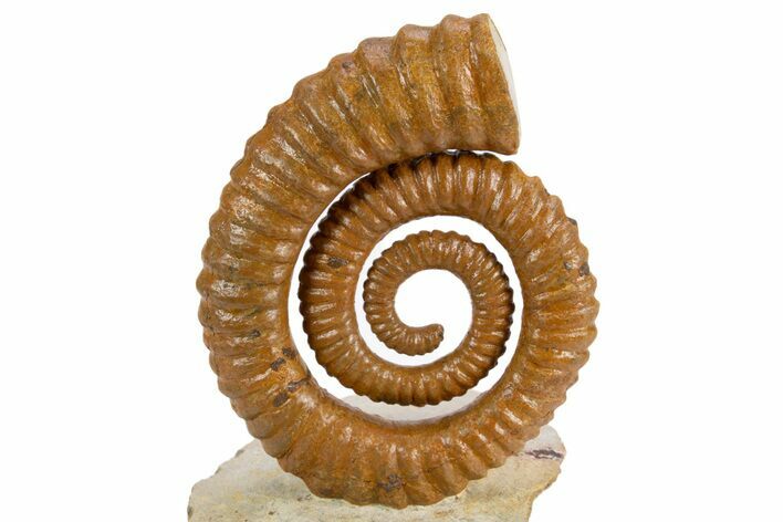 Early Devonian Ammonoid (Anetoceras) - Tazarine, Morocco #300405